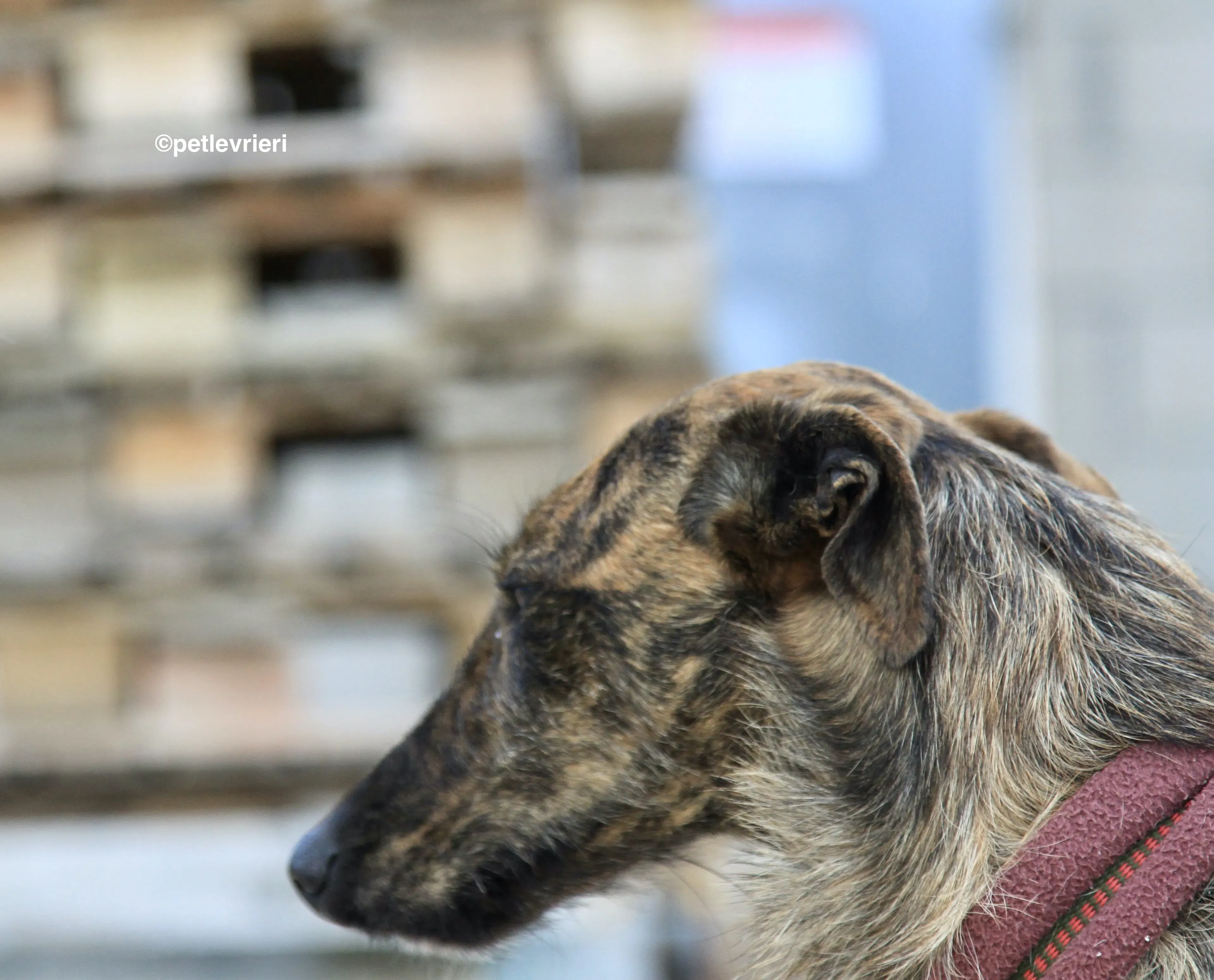 Hero 8061 adozione levrieri galgo 2