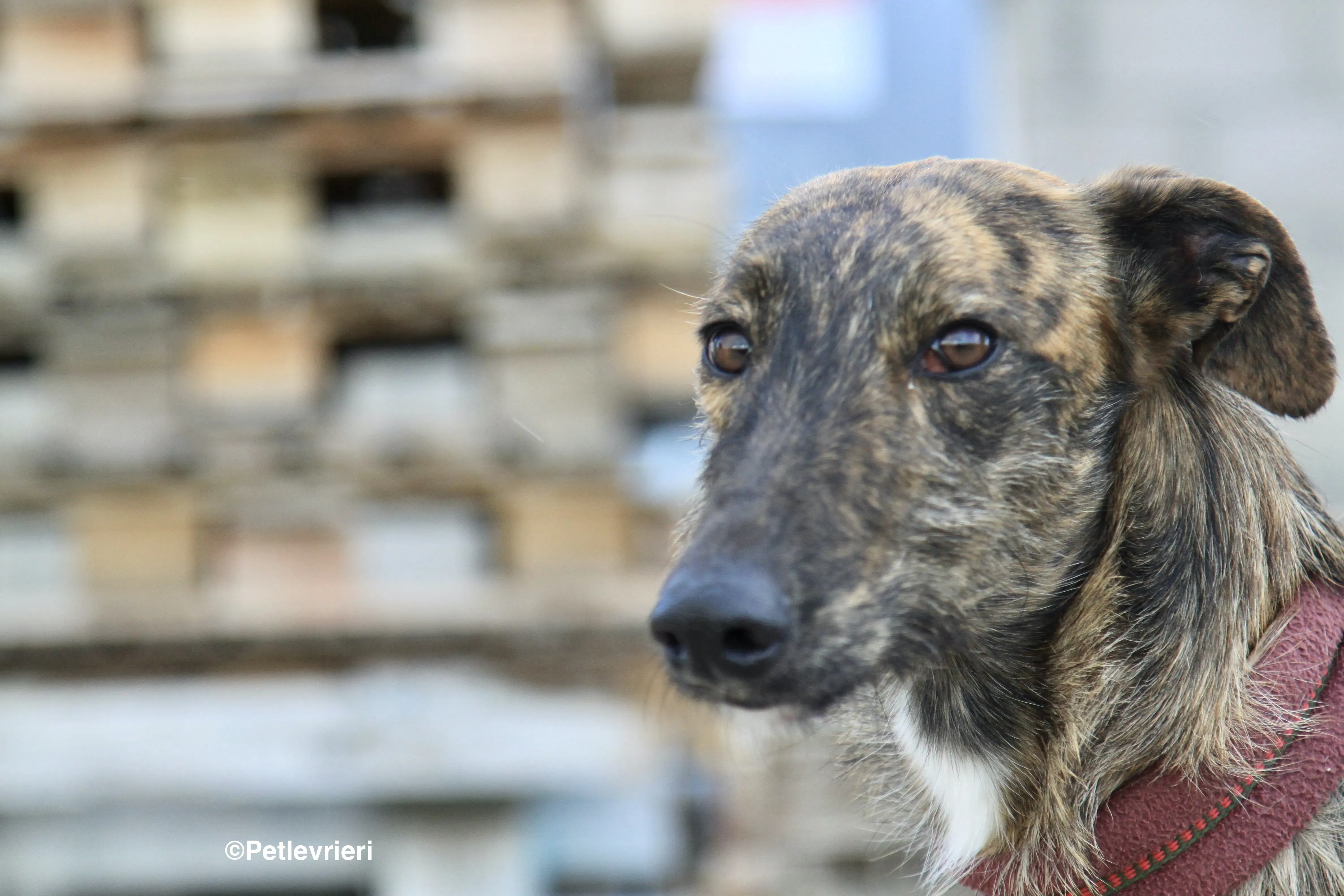 Hero 8061 adozione levrieri galgo 3