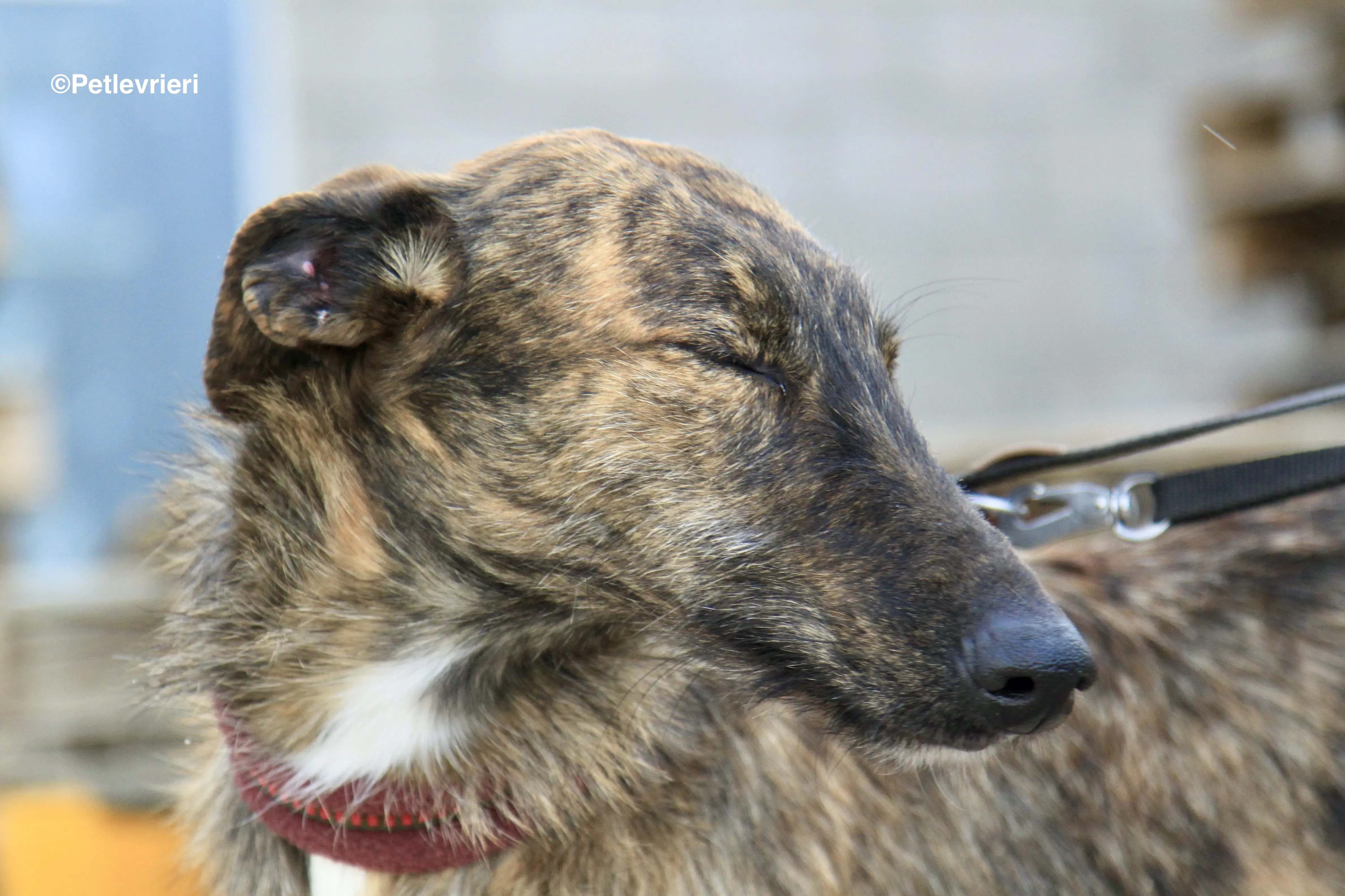 Hero 8061 adozione levrieri galgo 4