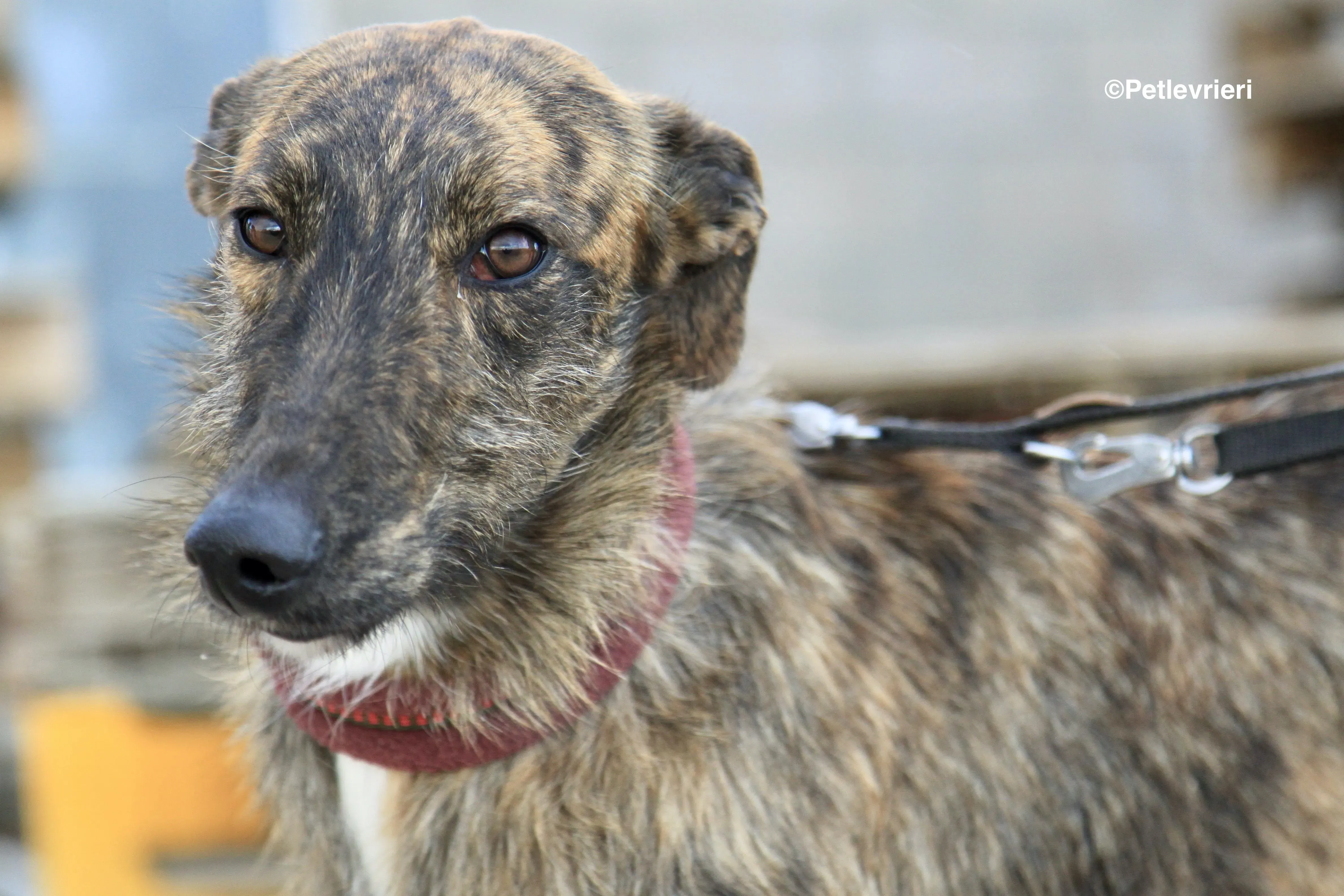 Hero 8061 adozione levrieri galgo 5