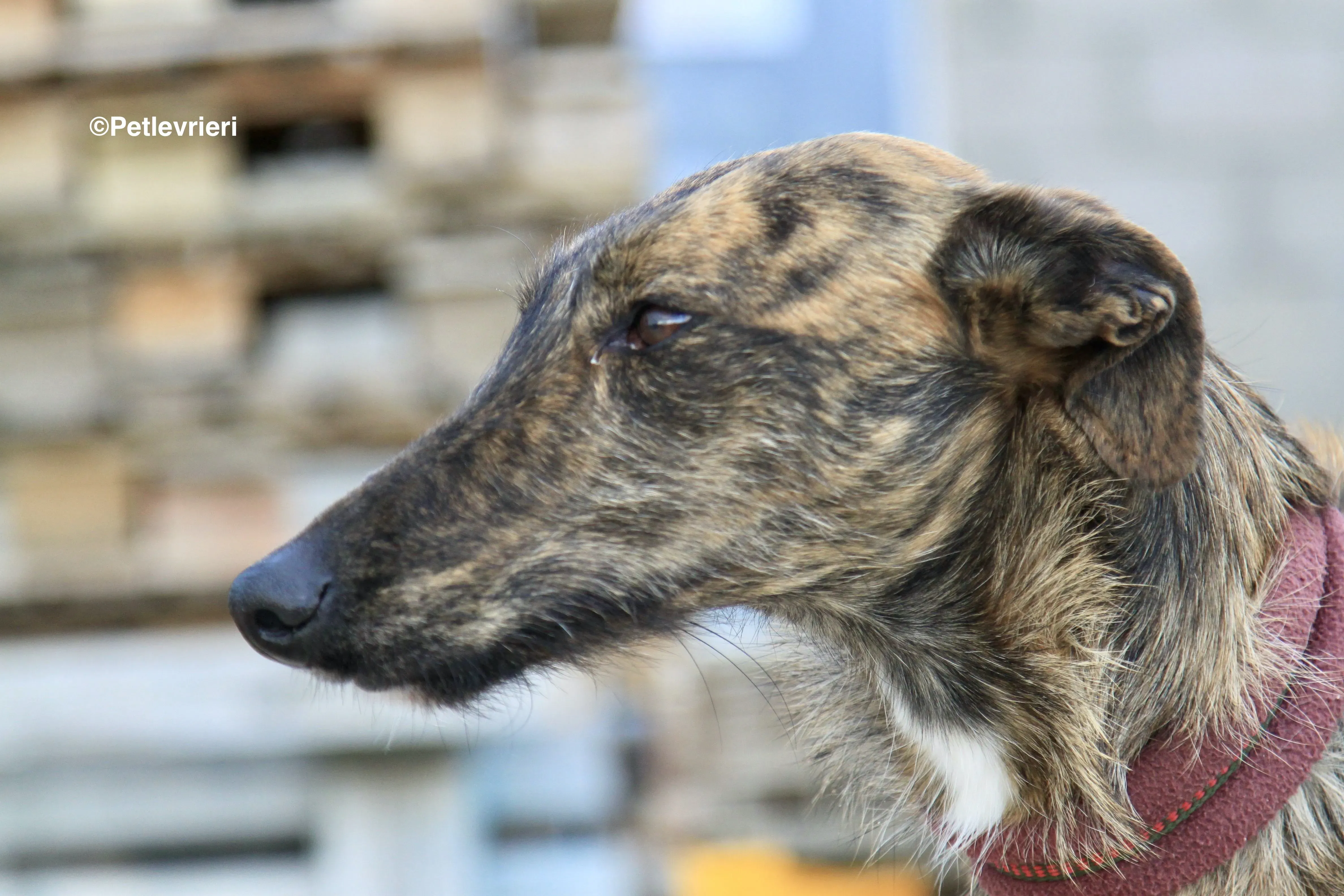 Hero 8061 adozione levrieri galgo 6