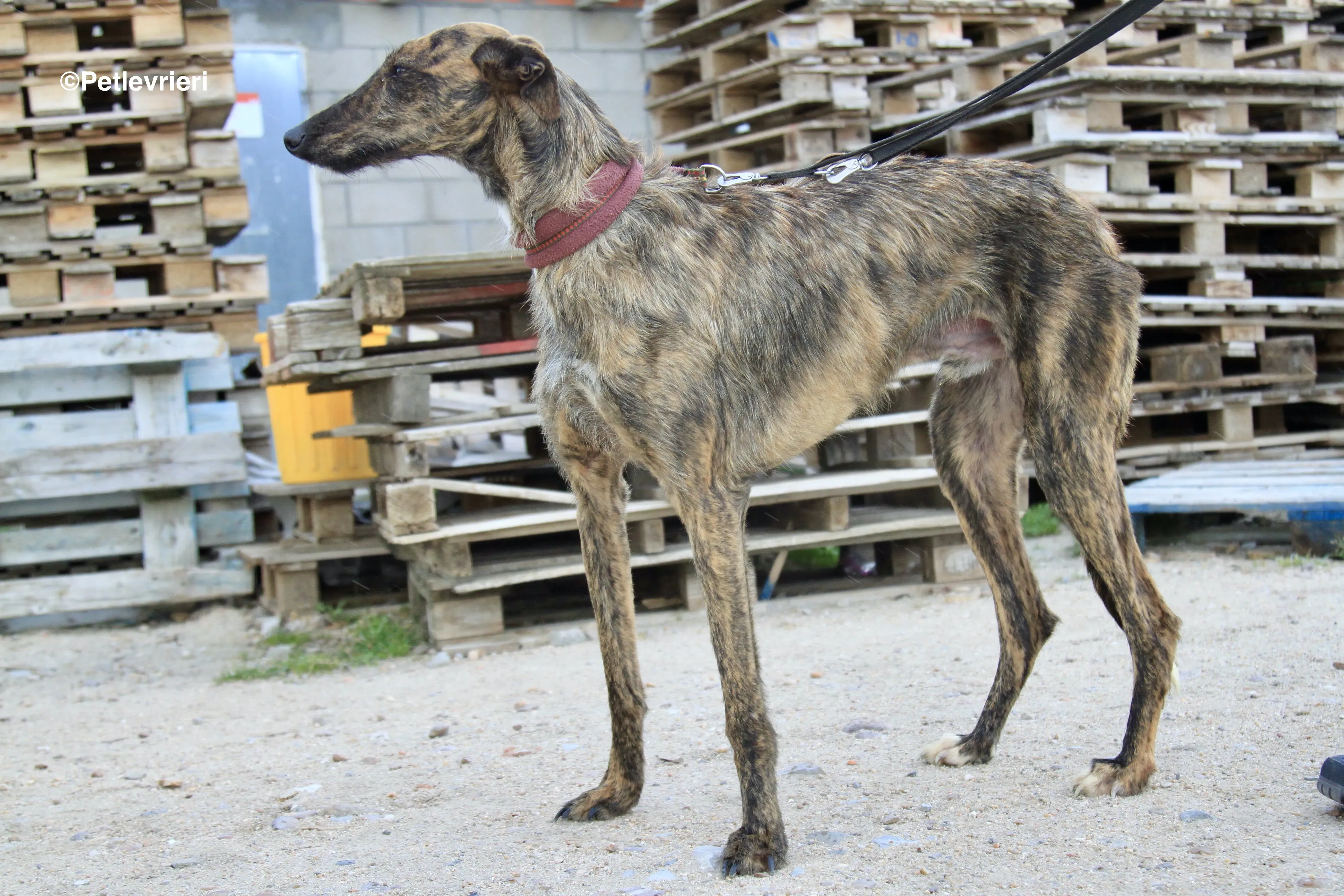 Hero 8061 adozione levrieri galgo 7