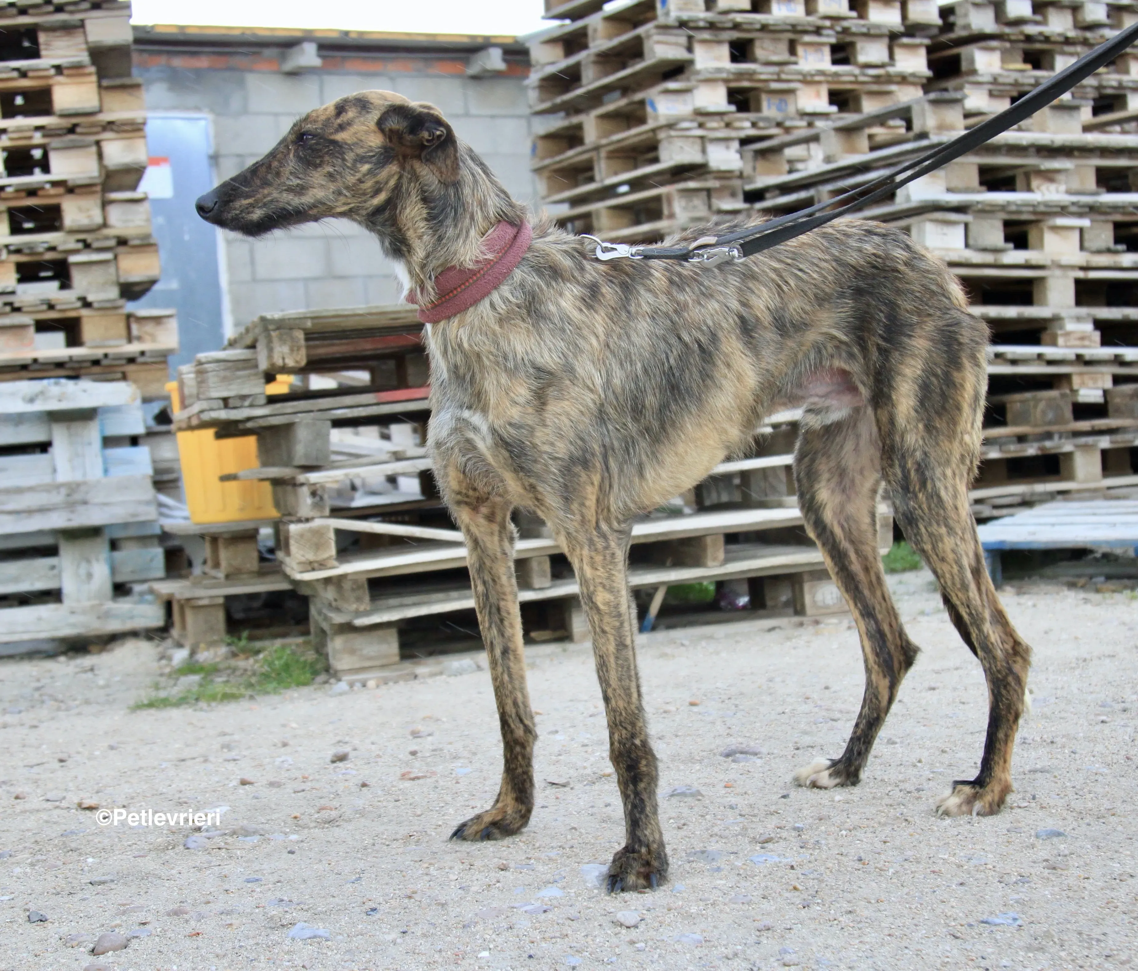 Hero 8061 adozione levrieri galgo 8