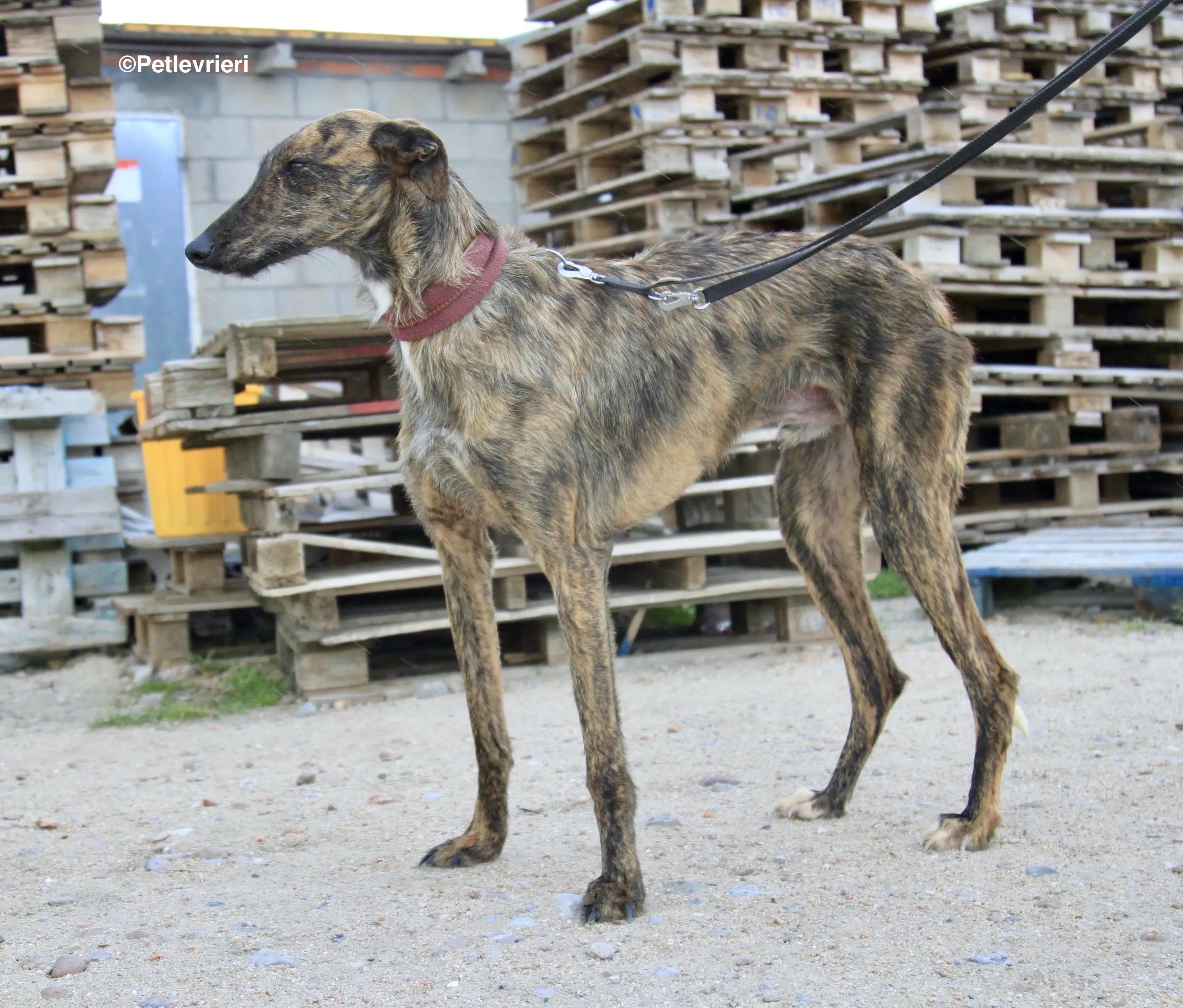 Hero 8061 adozione levrieri galgo 9