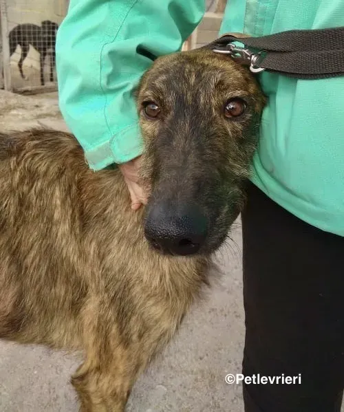 Hero 8061 adozione levrieri gelgo 01