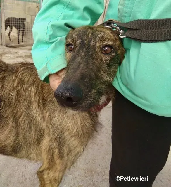 Hero 8061 adozione levrieri gelgo 02