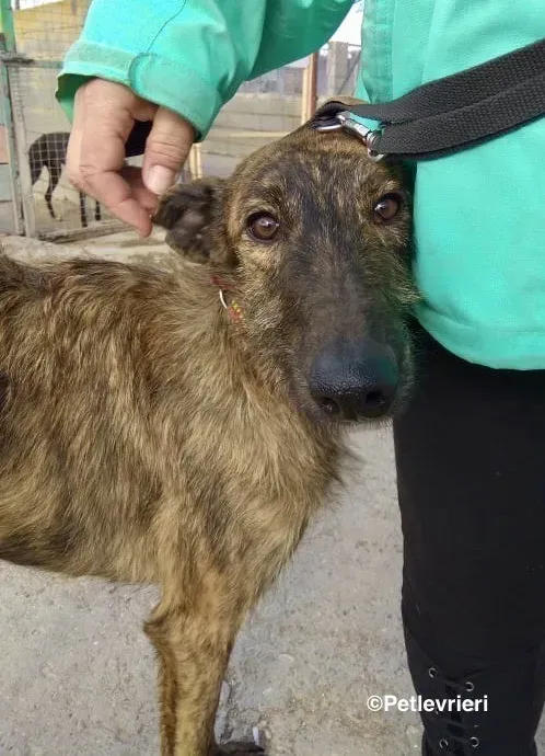 Hero 8061 adozione levrieri gelgo 07