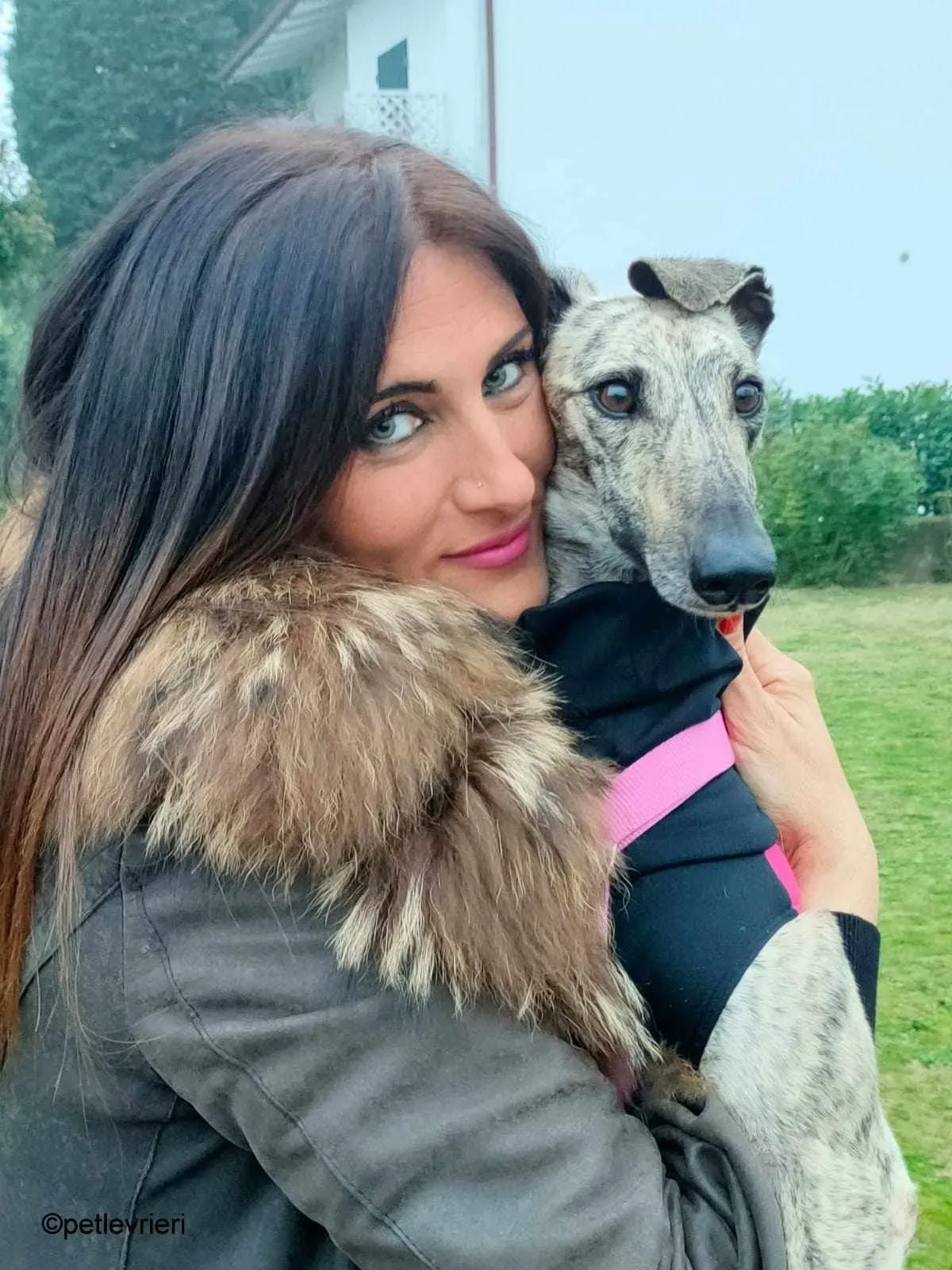 Hester Helena galgo pet levrieri felici casa
