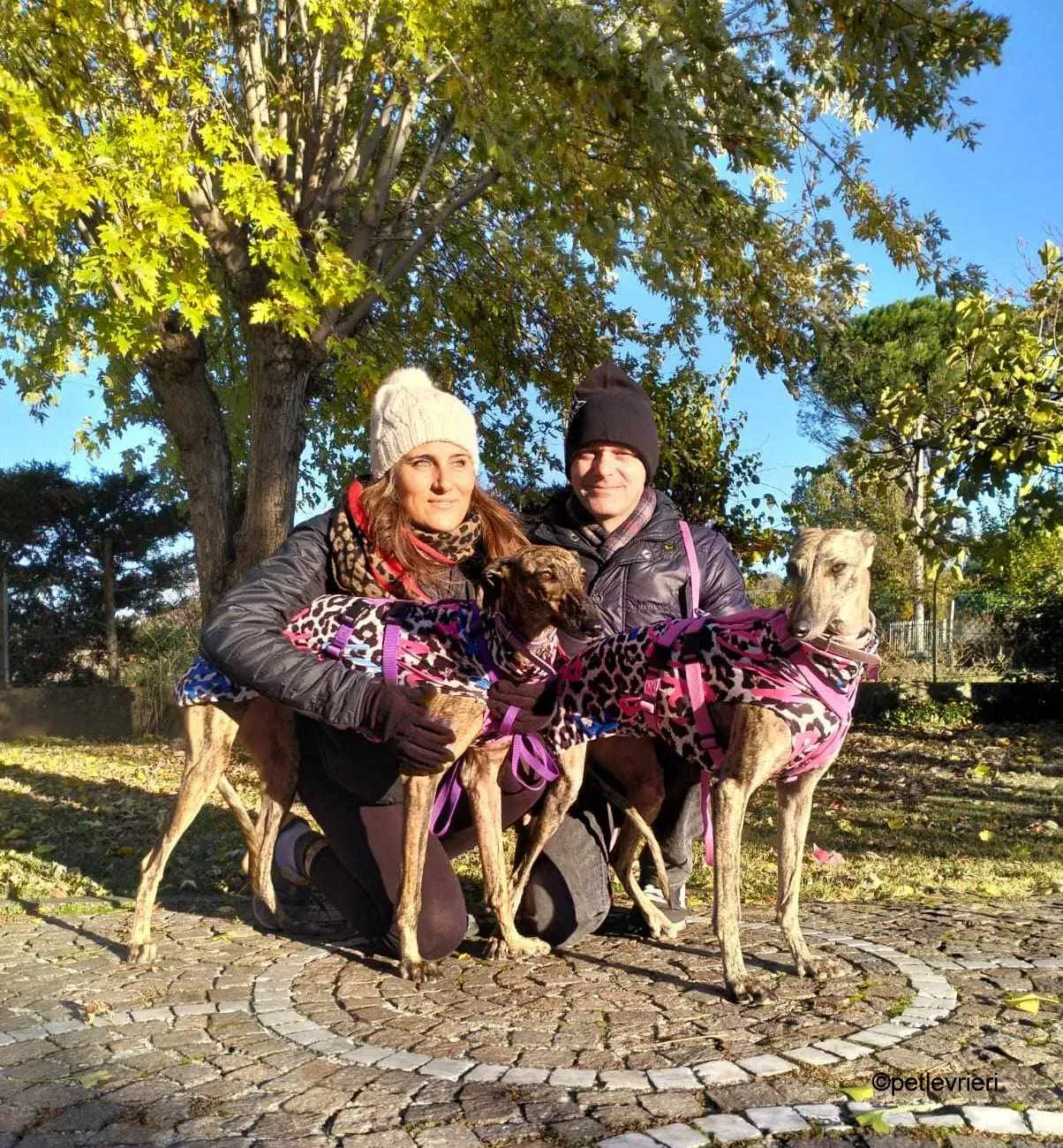 Hester Helena galgo pet levrieri felici casa1.jpg 2