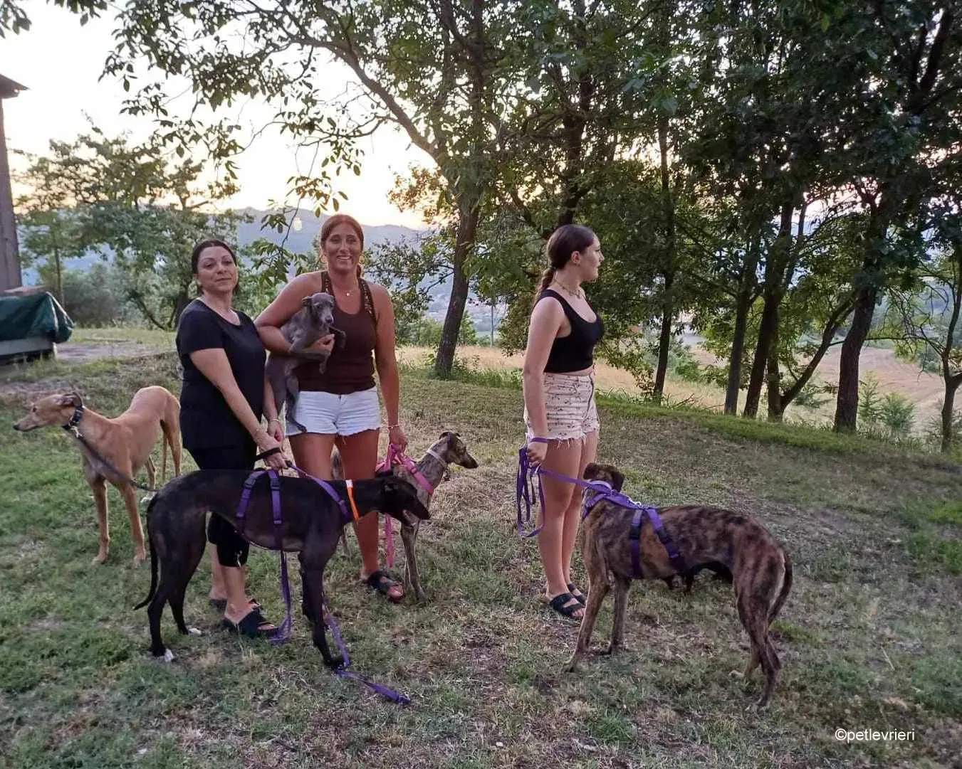 Hester Helena galgo pet levrieri felici casa11.jpg