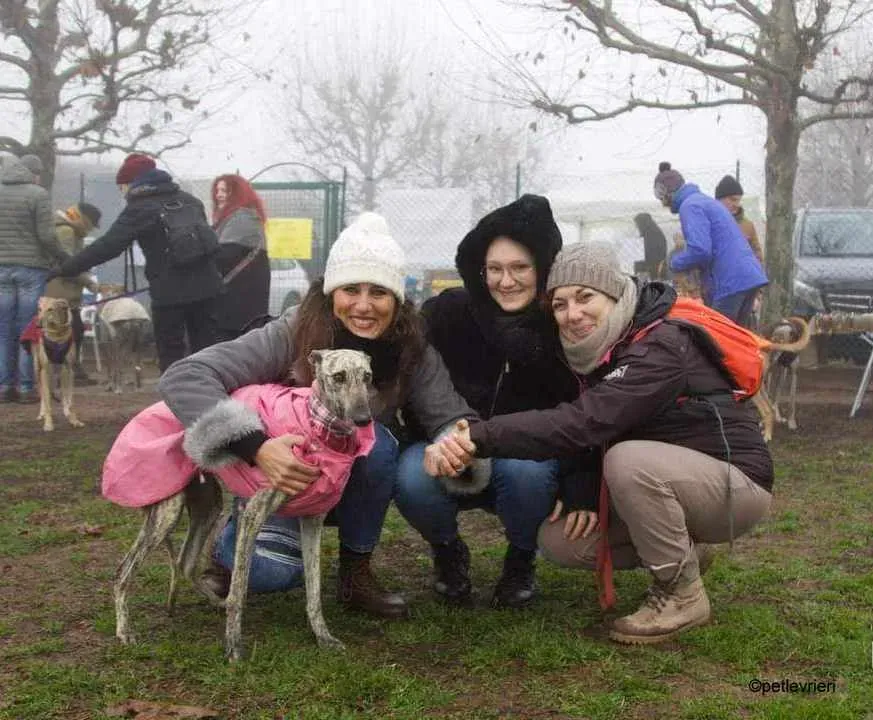 Hester Helena galgo pet levrieri felici casa2.jpg