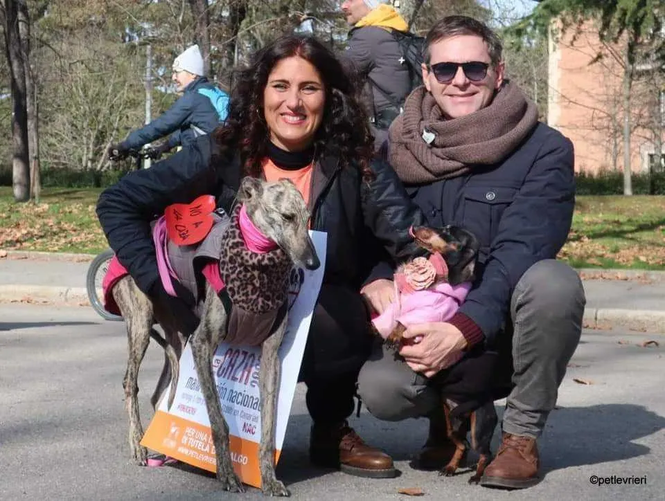 Hester Helena galgo pet levrieri felici casa4.jpg