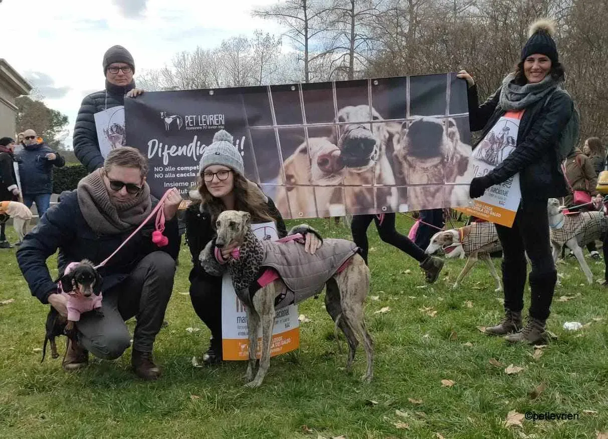 Hester Helena galgo pet levrieri felici casa5.jpg