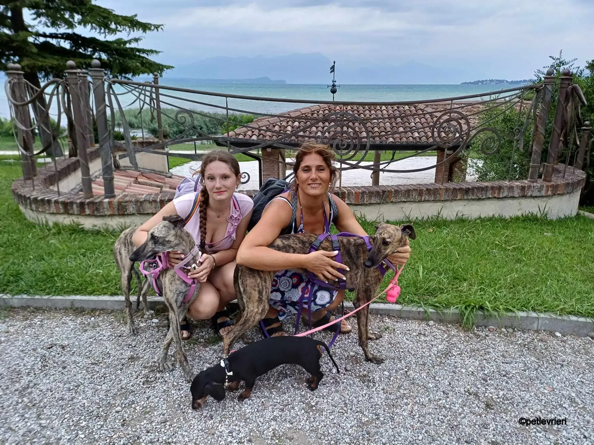 Hester Helena galgo pet levrieri felici casa6