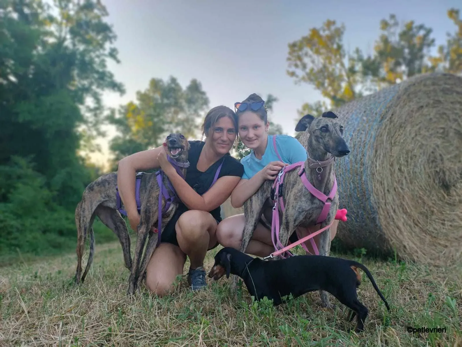 Hester Helena galgo pet levrieri felici casa8.jpg