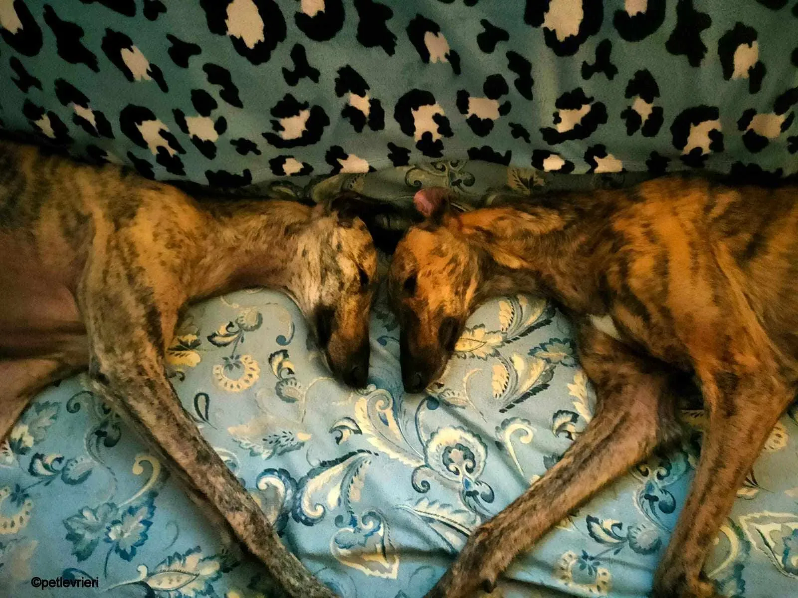 Hester Helena galgo pet levrieri felici casa9.jpg