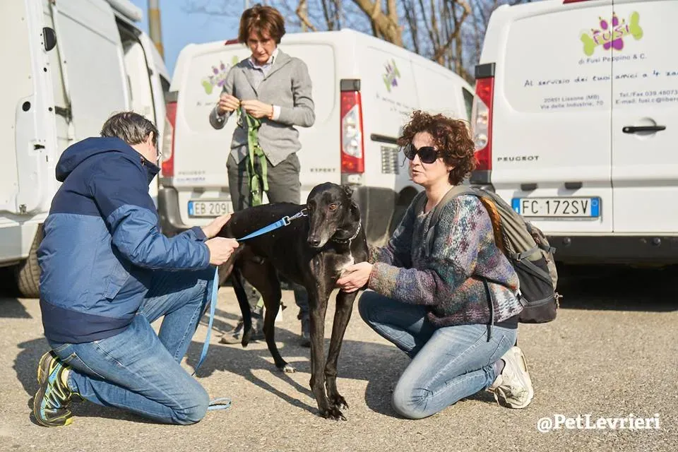 High Maintenance Greyhoung adozione levrieri macau arrivo 1