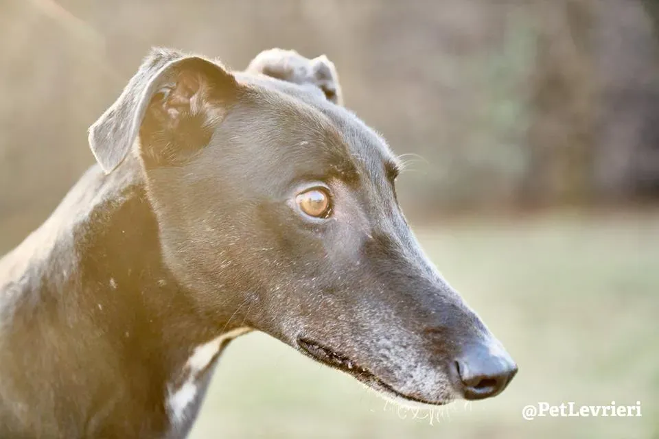 High Maintenance Greyhoung adozione levrieri macau arrivo 13