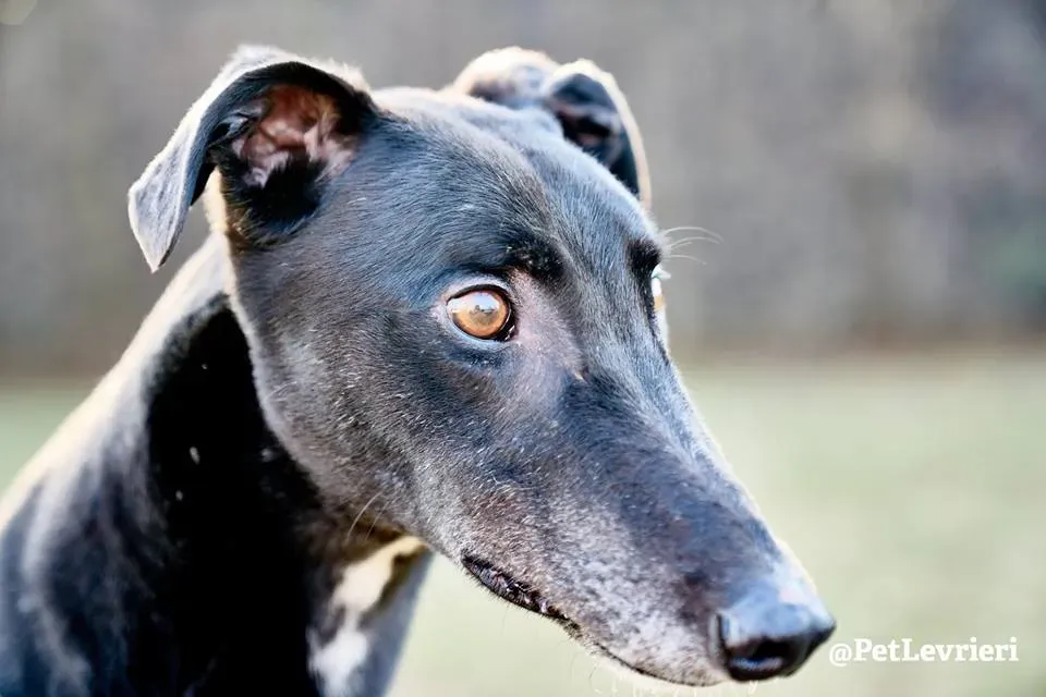 High Maintenance Greyhoung adozione levrieri macau arrivo 14