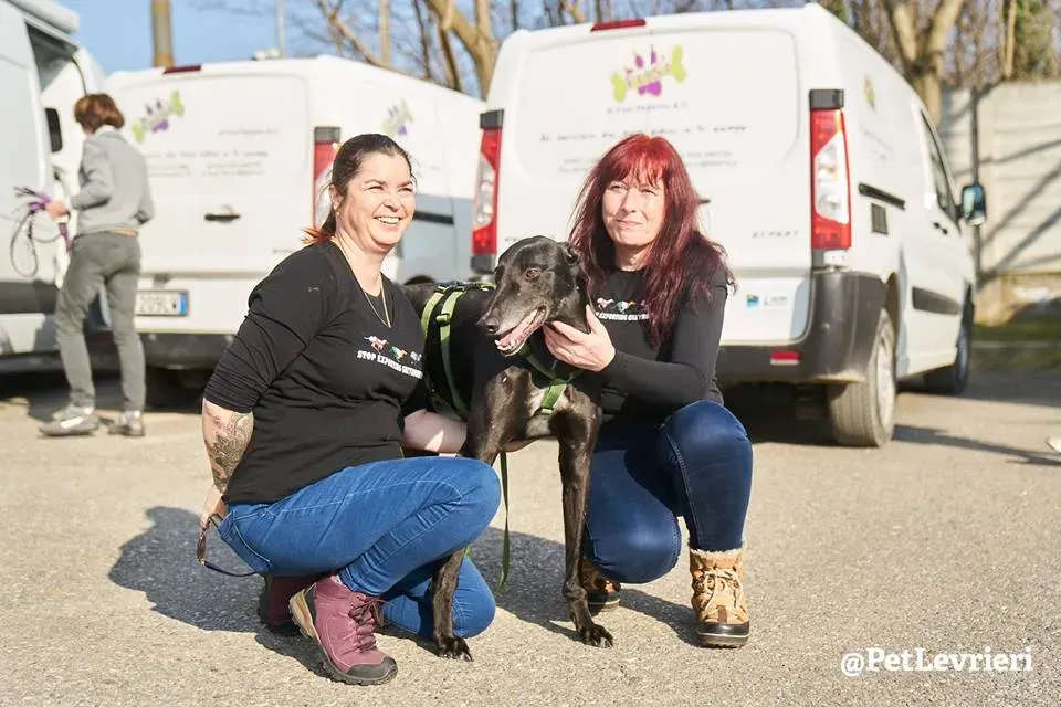 High Maintenance Greyhoung adozione levrieri macau arrivo 2