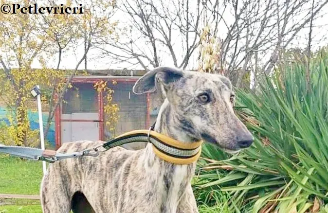 HipHop galgo adozione pet levrieri onlus 0
