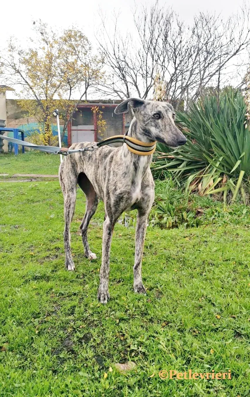 HipHop galgo adozione pet levrieri onlus 1