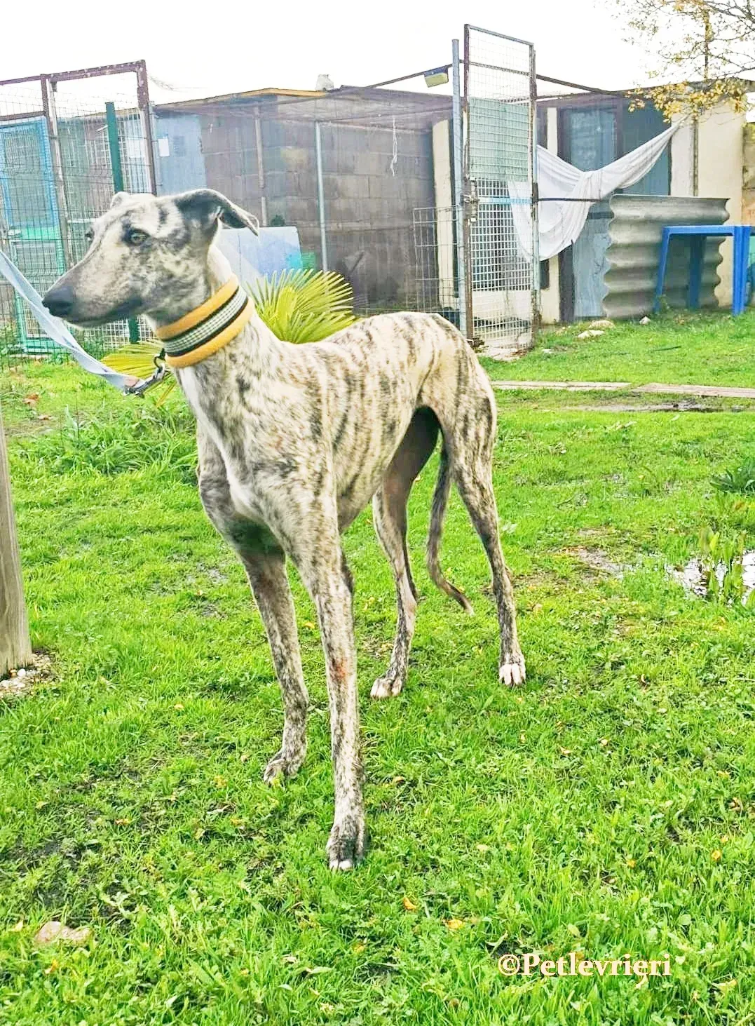 HipHop galgo adozione pet levrieri onlus 2