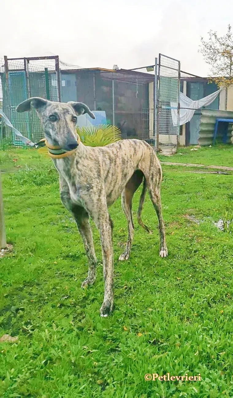 HipHop galgo adozione pet levrieri onlus 3