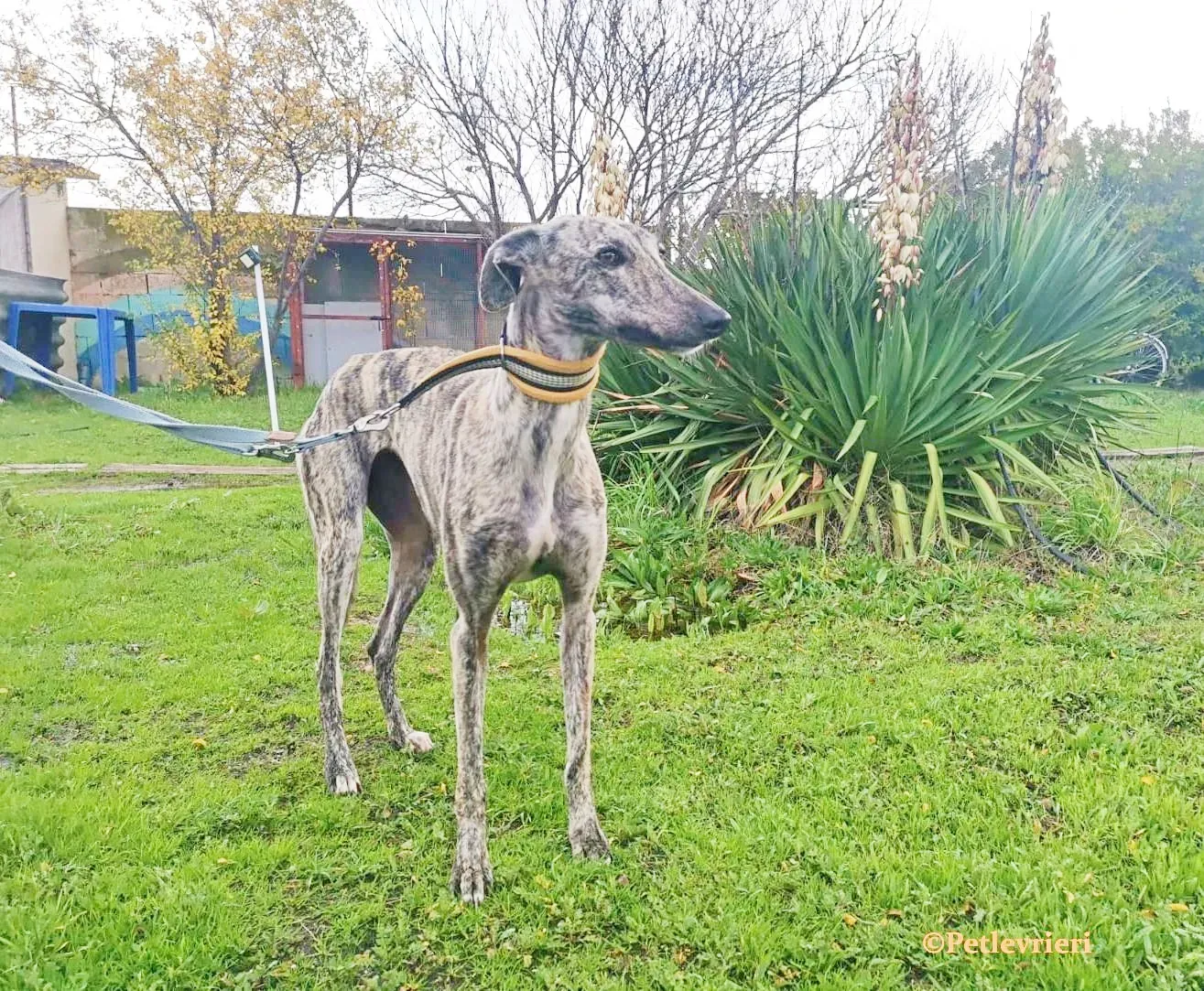 HipHop galgo adozione pet levrieri onlus 4