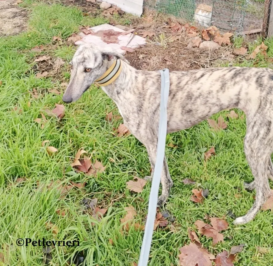 HipHop galgo adozione pet levrieri onlus 5