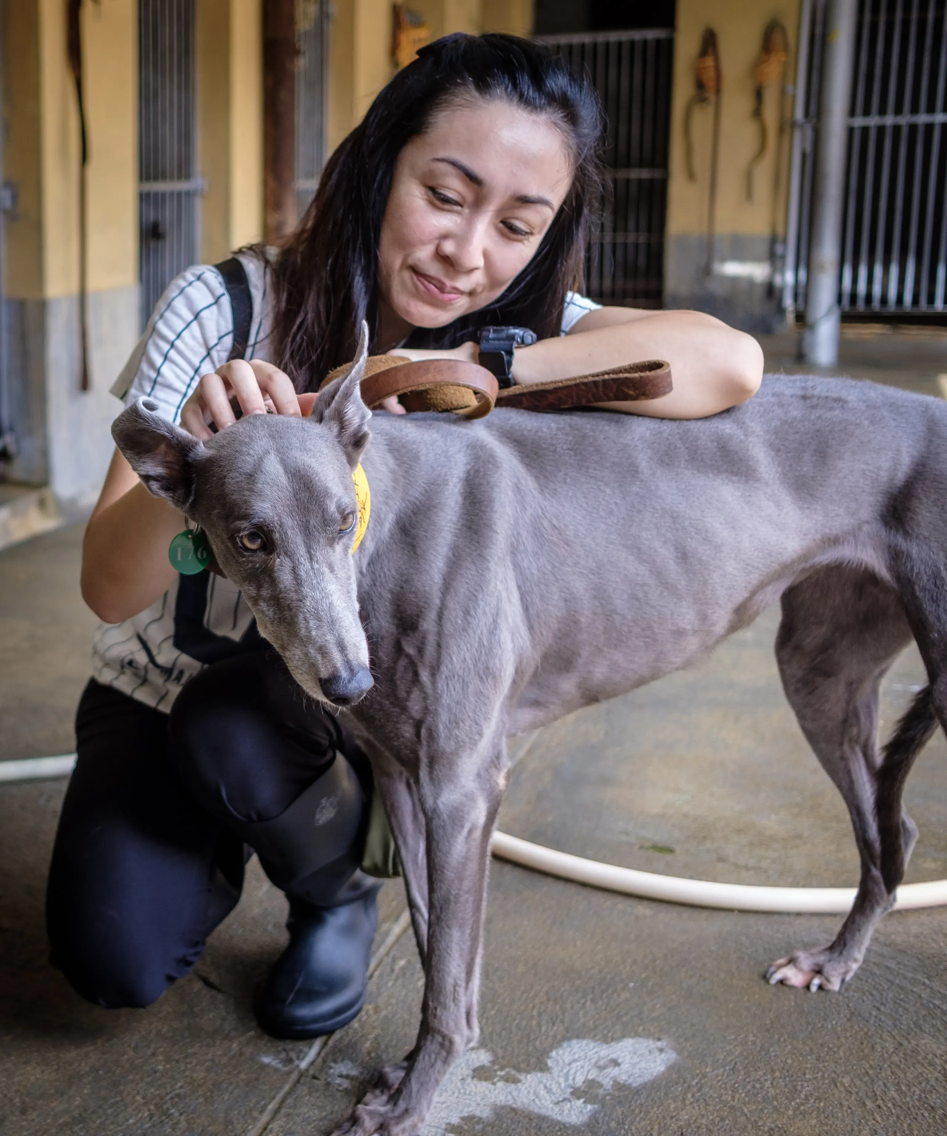 Holy Sen adozione greyhound macao 13