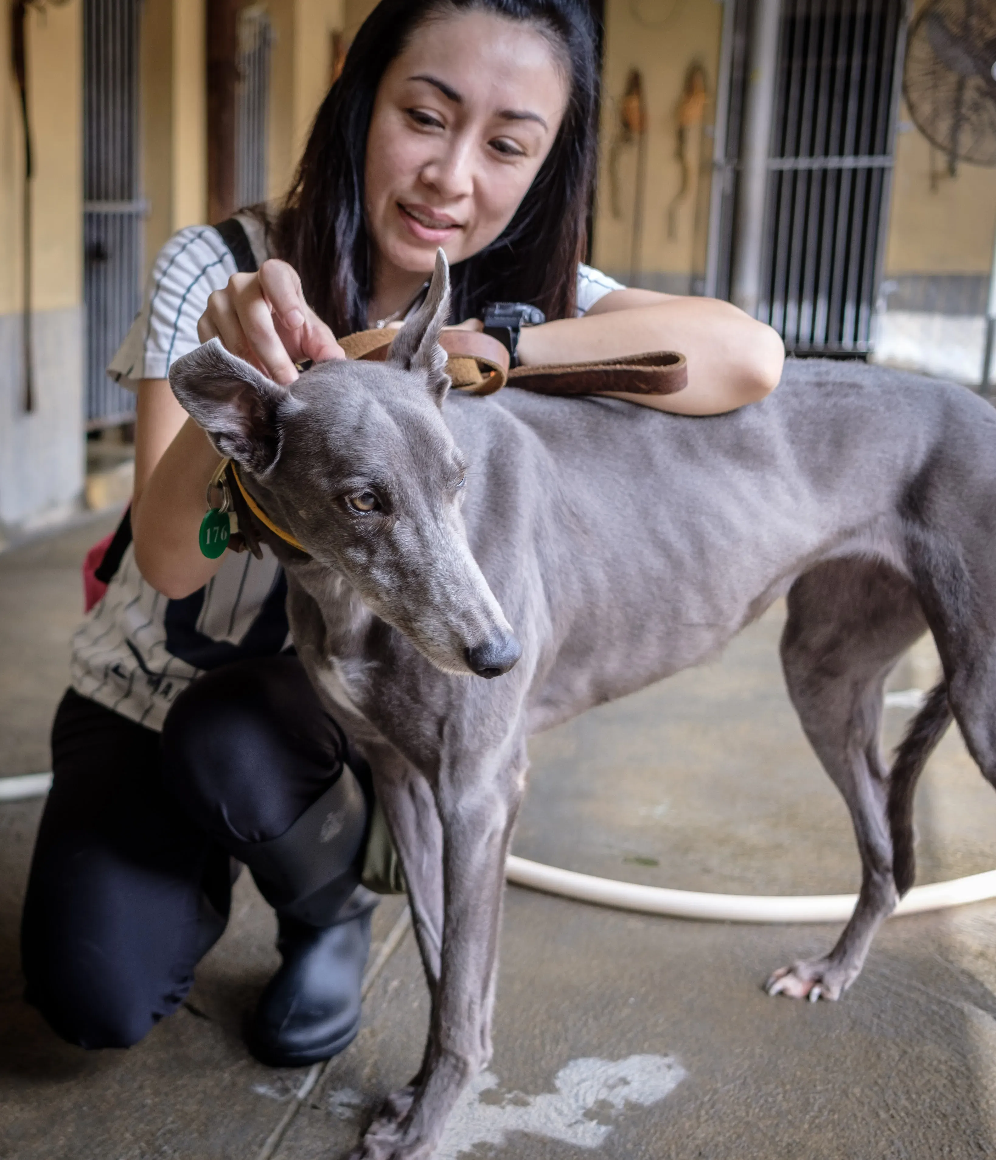 Holy Sen adozione greyhound macao 14