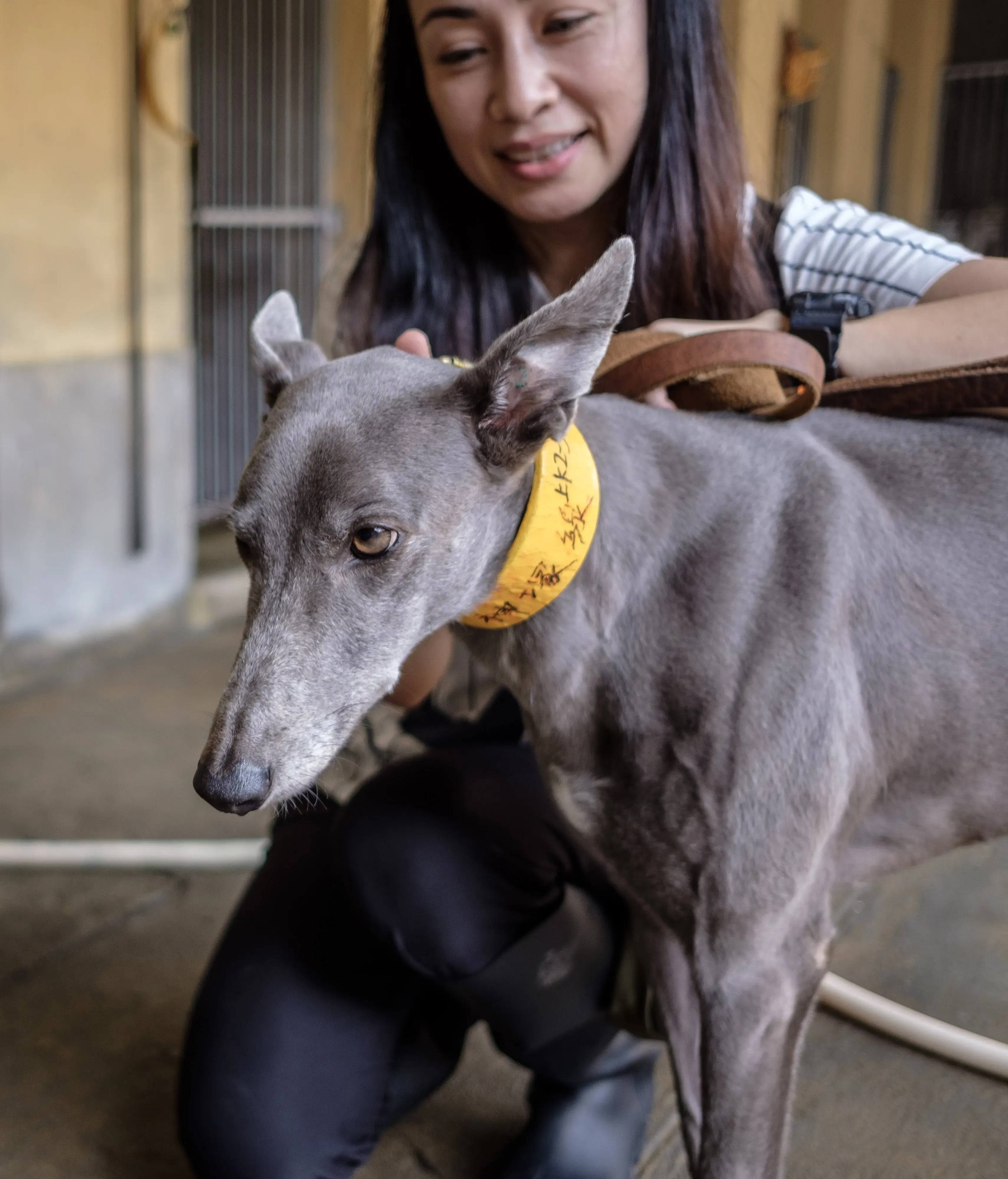 Holy Sen adozione greyhound macao 15