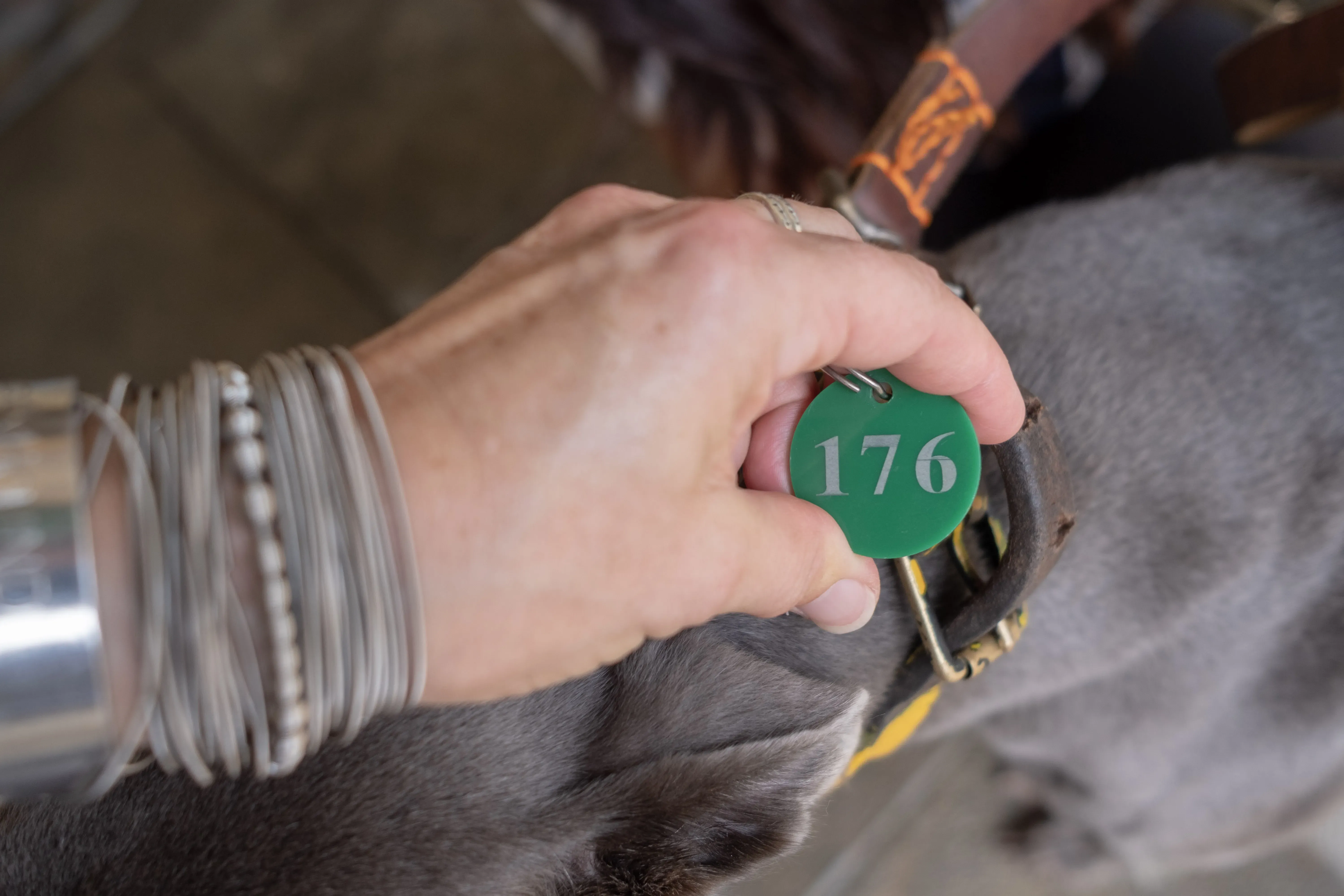 Holy Sen adozione greyhound macao 16