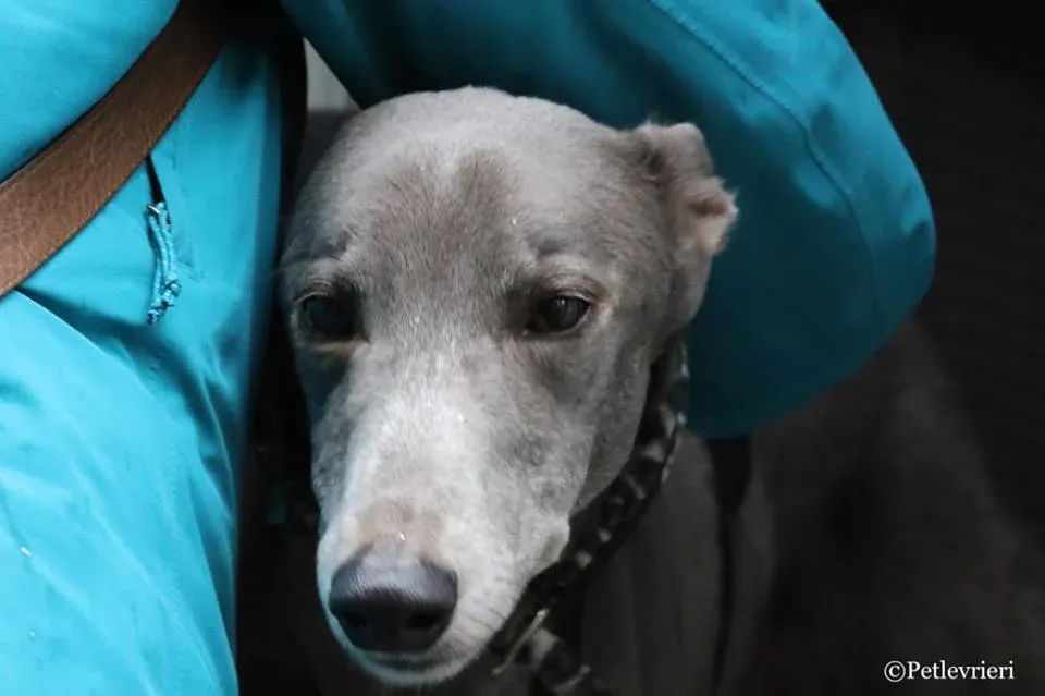 Holy Sen adozione greyhound macao 17