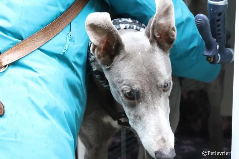 Holy Sen adozione greyhound macao 18