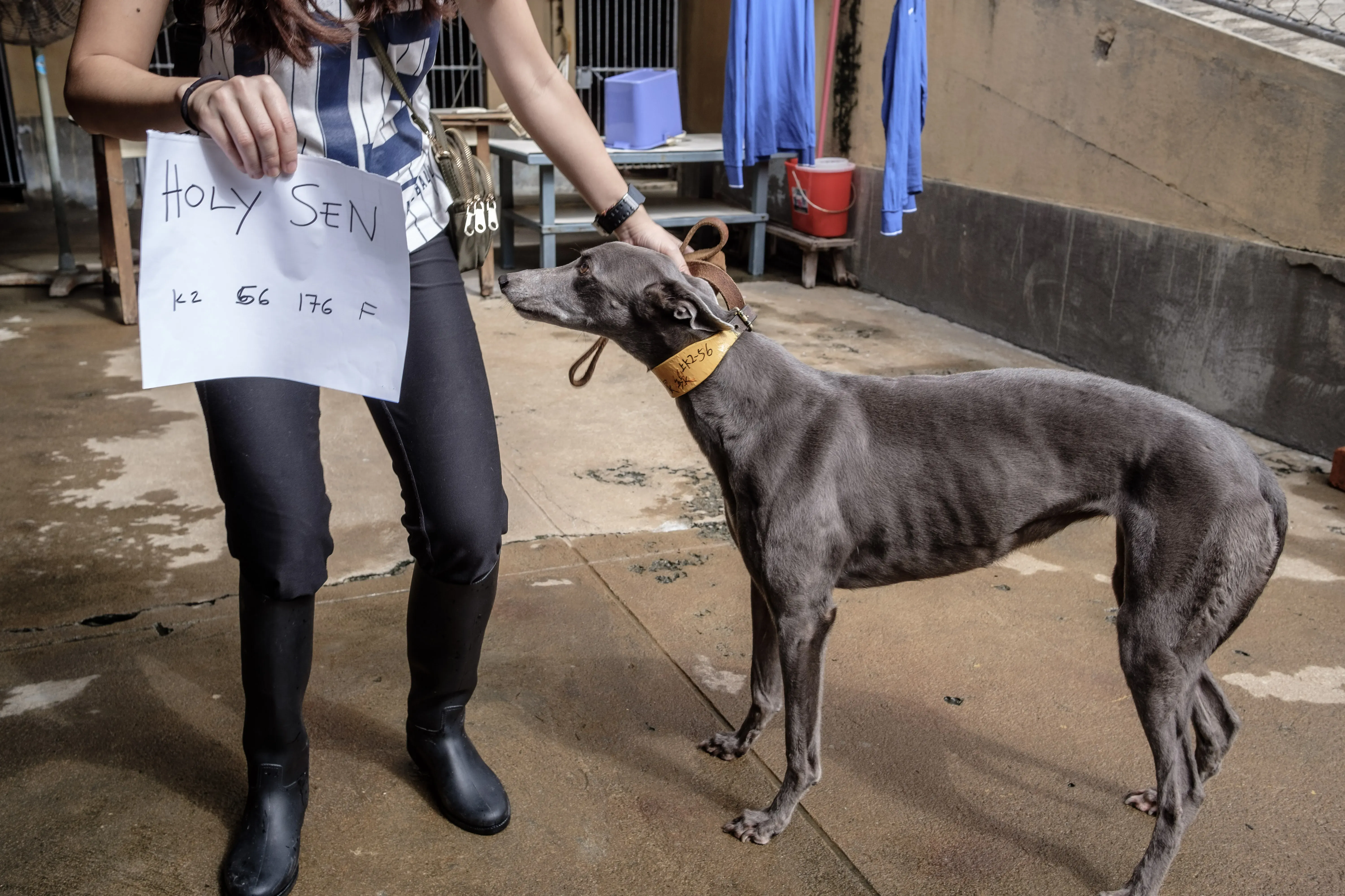 Holy Sen adozione greyhound macao 2