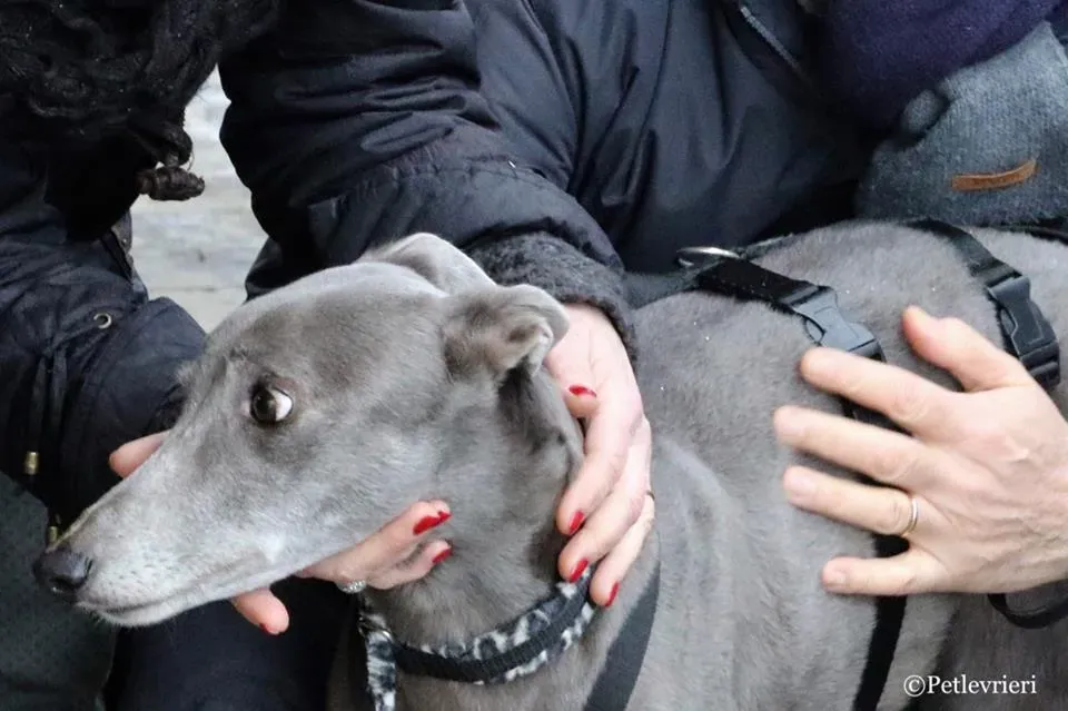 Holy Sen adozione greyhound macao 20