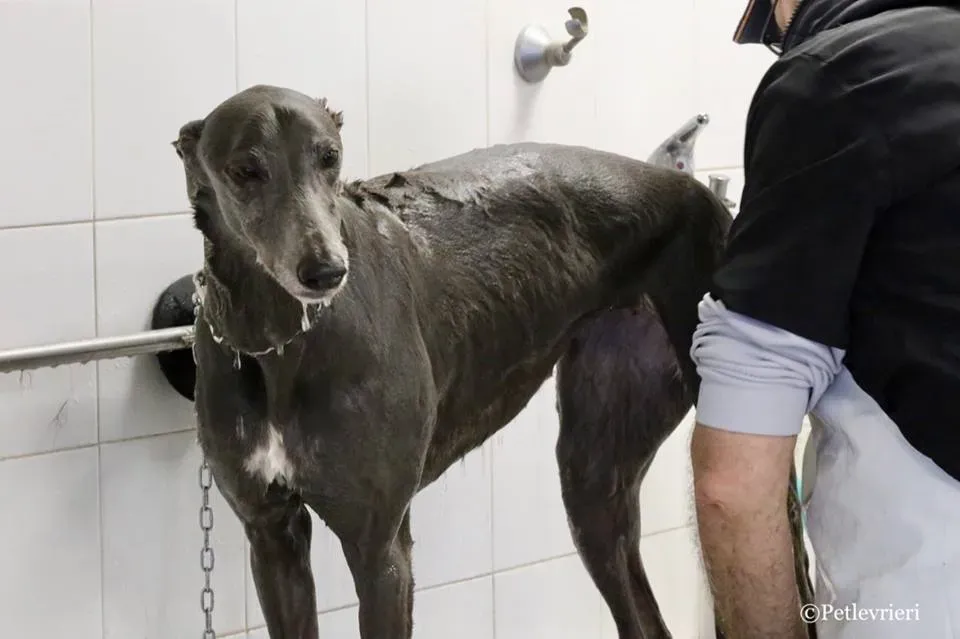 Holy Sen adozione greyhound macao 22