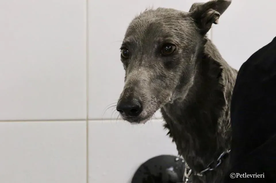 Holy Sen adozione greyhound macao 23