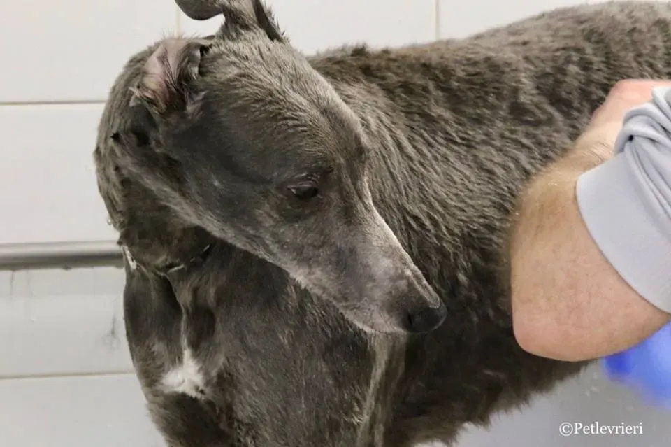 Holy Sen adozione greyhound macao 24