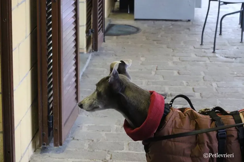 Holy Sen adozione greyhound macao 26