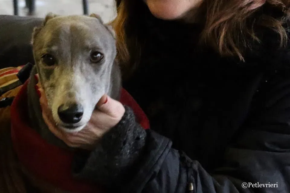 Holy Sen adozione greyhound macao 30