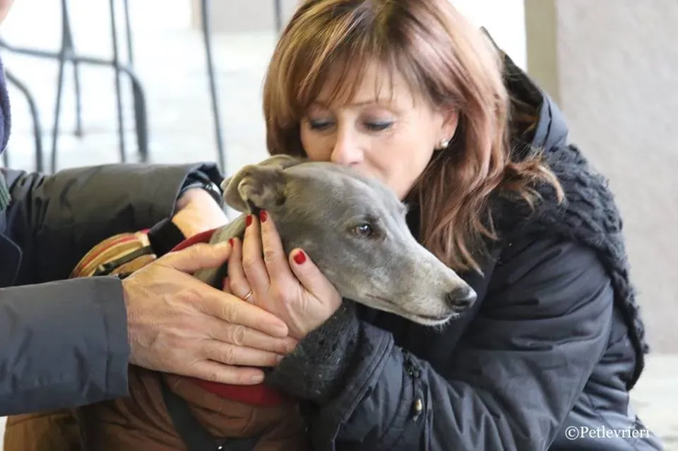 Holy Sen adozione greyhound macao 31