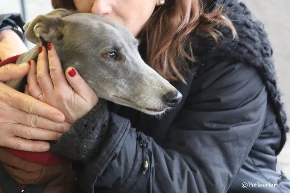 Holy Sen adozione greyhound macao 32