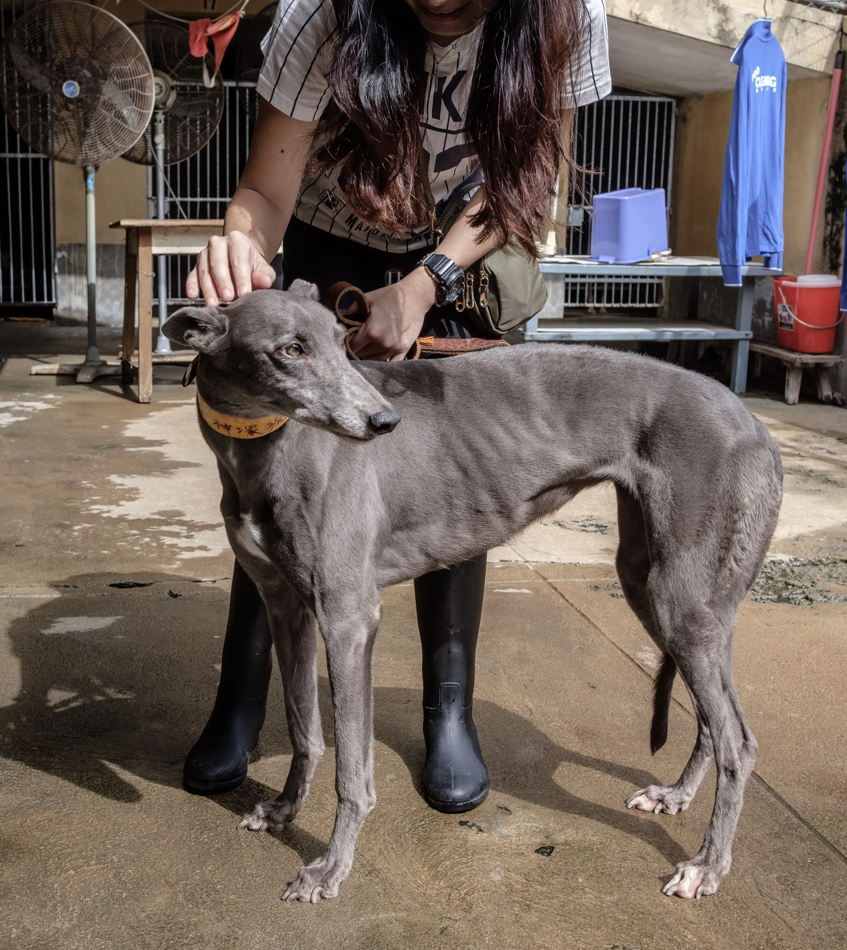 Holy Sen adozione greyhound macao 5