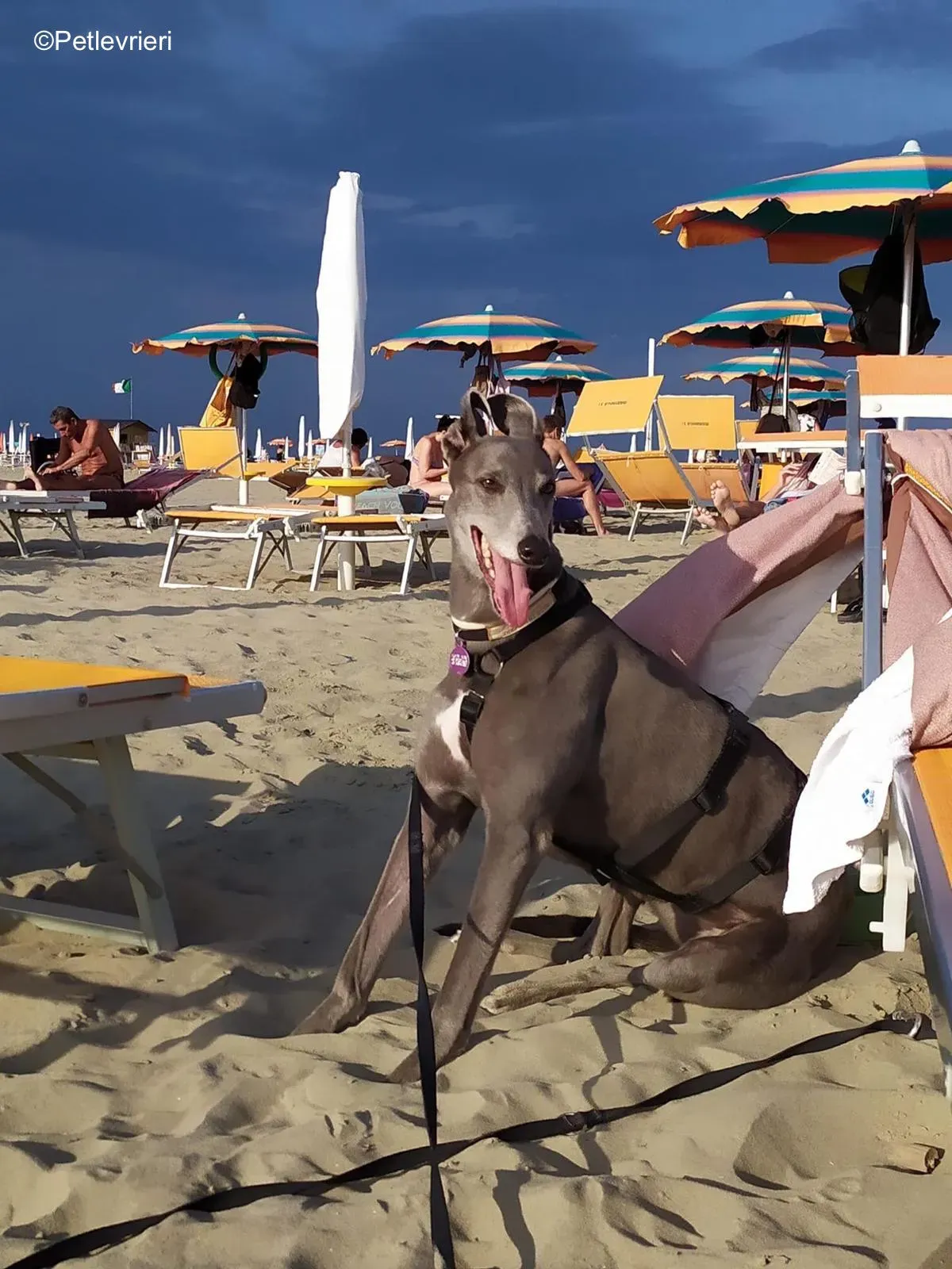 Holy Sen greyhound macao 1