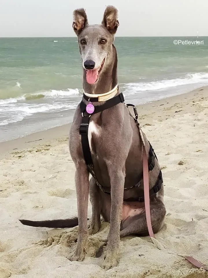 Holy Sen greyhound macao 2