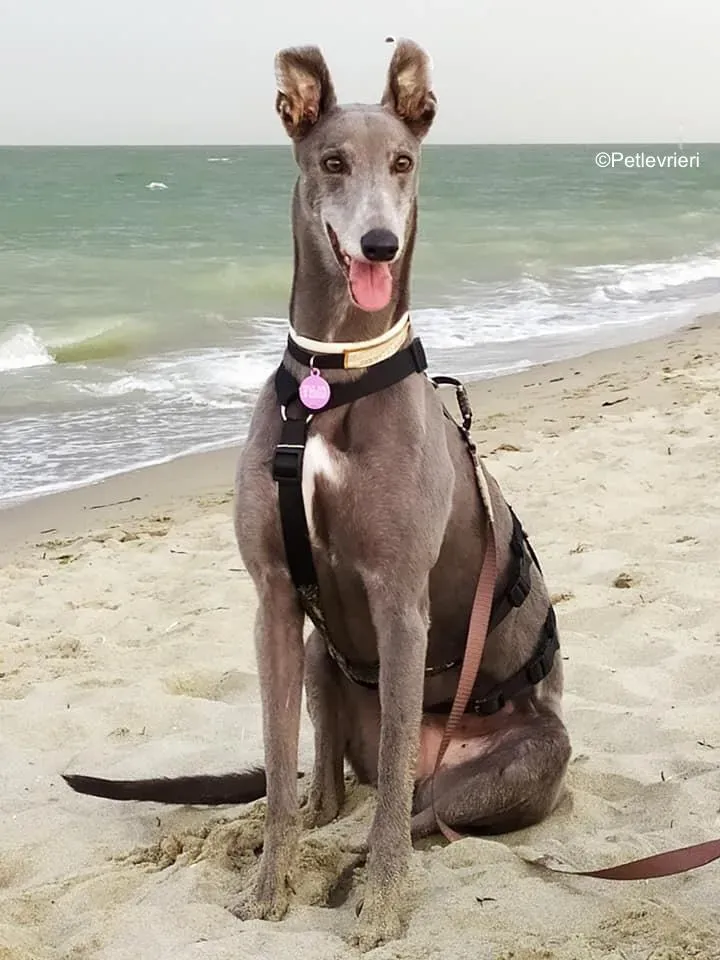 Holy Sen greyhound macao 3