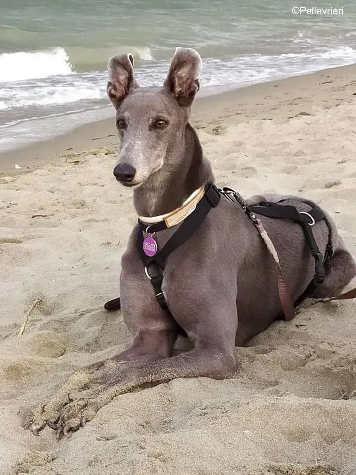 Holy Sen greyhound macao 4